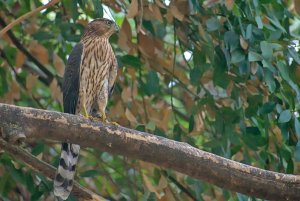 Possible Cooper's Hawk in Backyard (California)