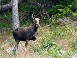 Female elk