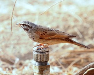 Striolated bunting