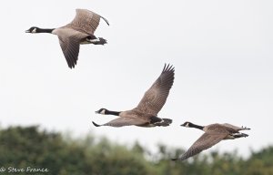 Canada Geese in Flight-1.jpg