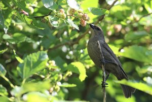 Shiny Cowbird