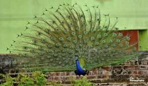 Peafowl