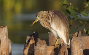 Chinese pond heron