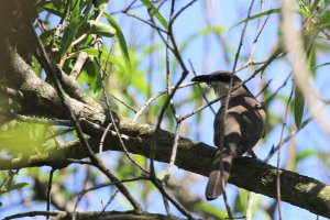 Dark-billed Cuckoo