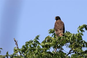 Roadside Hawk