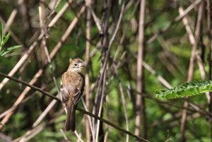 Bran-colored Flycatcher