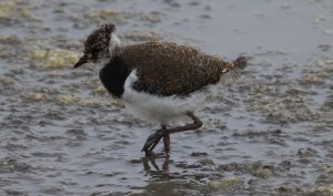 Lapwing juvenile