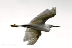 Little  Egret - Egretta garzetta