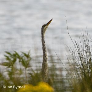 Grey Heron - Ardea cinerea