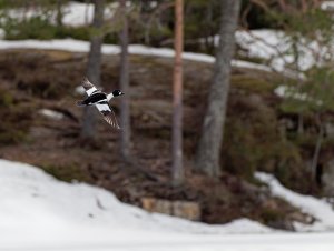 Male goldeneye in flight