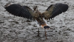 Lapwing juvenile