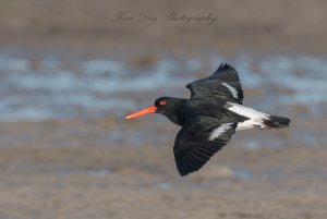 Australian Pied Oystercatcher