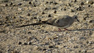 Namaqua Dove, Female