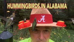 New way of feeding my Alabama Hummingbirds (2019)