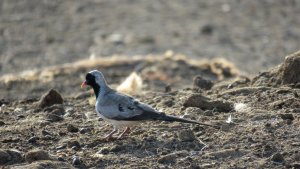 Namaqua Dove, Male