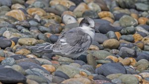 Juvenile Arctic tern Cemlyn Bay Anglesey 24/07/21