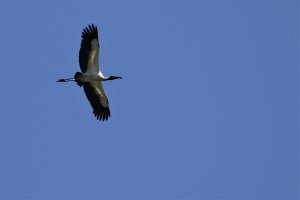 Wood Stork