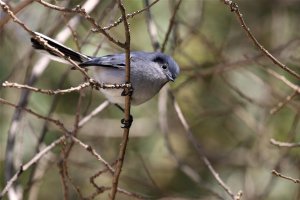 Masked Gnatcatcher