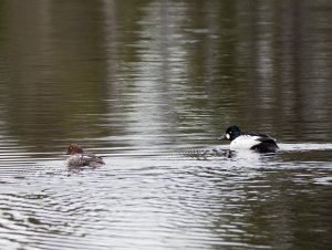 Common goldeneye couple