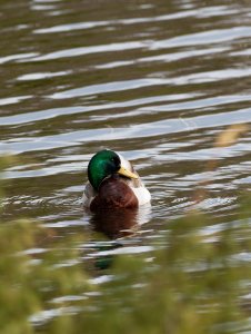 Male mallard