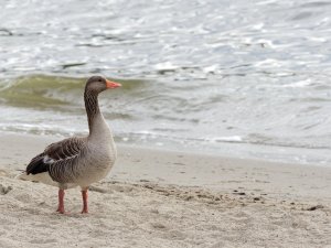 Greylag goose on the beach