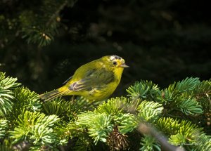 Wilson's warbler on the trail