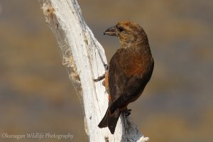 Red Crossbill male
