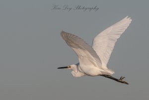 Little Egret