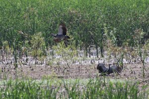 Southern Screamer