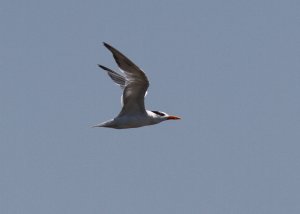 Royal Tern