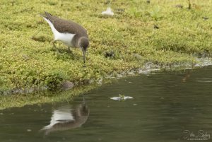 Green Sandpiper