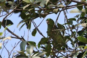 Pacific Parrotlet