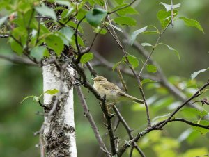 Willow warbler