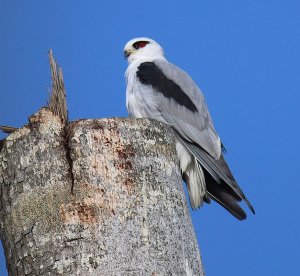 Black-Winged Kite