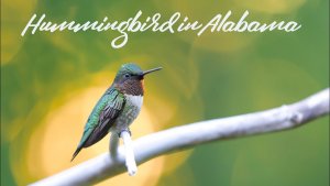 Hummingbird in Alabama 2020 - Filmed with Panasonic X2000