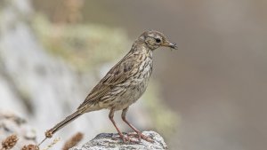 Rock Pipit RSPB South Stack  Anglesey