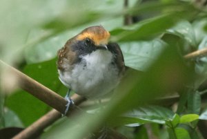 _13A8133 White-Browed Antbird (female), Pantiacolla Lodge, 9th October 2016-8133.jpg