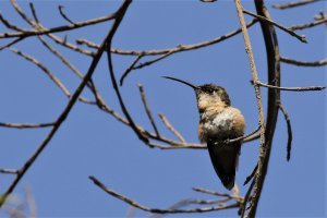 Purple-collared Woodstar