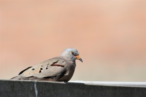 Croaking Ground-Dove