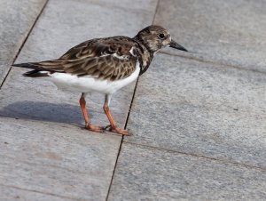 Urban turnstone