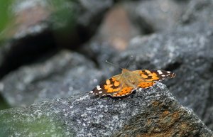 Painted Lady on the rocks