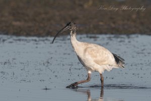 Australian White Ibis