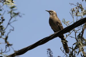 Long-tailed Mockingbird