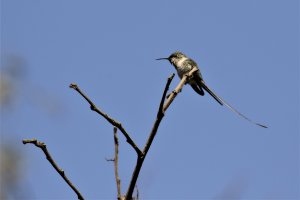 Peruvian Sheartail