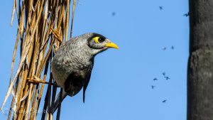 Noisy Miner