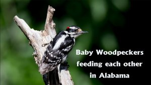 Baby woodpeckers feeding each other suet in Alabama