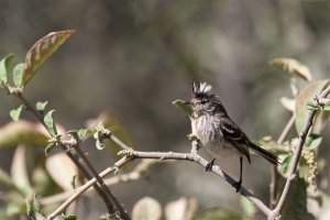 Pied-crested Tit-Tyrant
