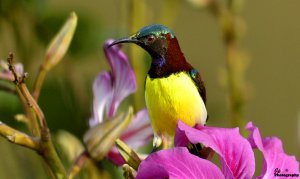 Sunbird