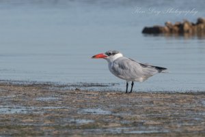 Caspian Tern ( Ad non-br )