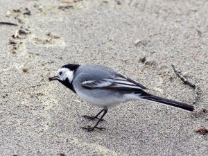 White wagtail foraging on the beach